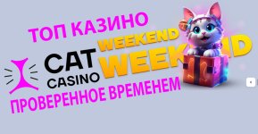 Cat casino.jpg Cat casino.jpg